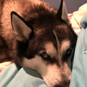 Meet your Posher, Maisy